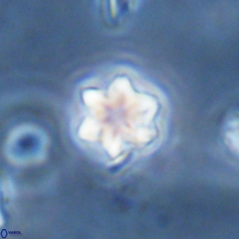 Olladiscoaster exagonikoasteri VR 18268