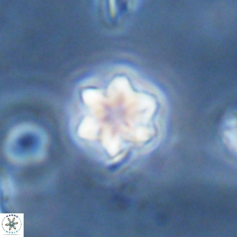 Olladiscoaster exagonikoasteri VR 18268