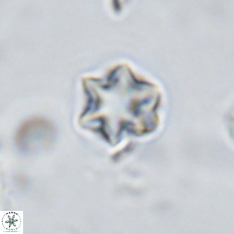 Olladiscoaster exagonikoasteri VR 18269
