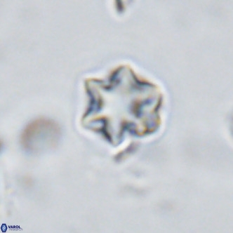 Olladiscoaster exagonikoasteri VR 18270