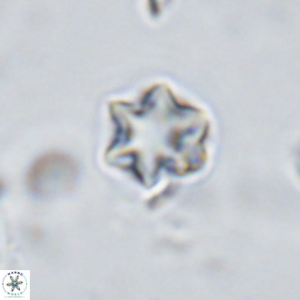 Olladiscoaster exagonikoasteri VR 18270