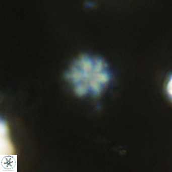 Olladiscoaster exagonikoasteri VR 18272