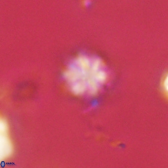 Olladiscoaster exagonikoasteri VR 18273