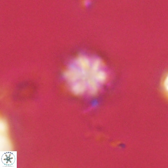 Olladiscoaster exagonikoasteri VR 18273