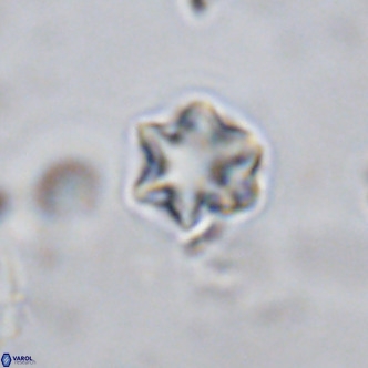 Olladiscoaster exagonikoasteri VR 18274