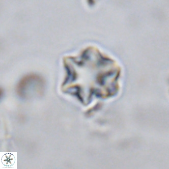 Olladiscoaster exagonikoasteri VR 18274