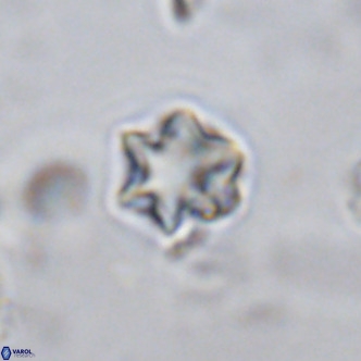 Olladiscoaster exagonikoasteri VR 18275