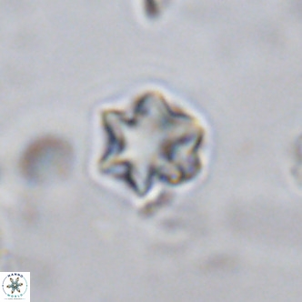 Olladiscoaster exagonikoasteri VR 18275