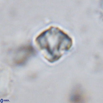 Olladiscoaster exagonikoasteri VR 18276