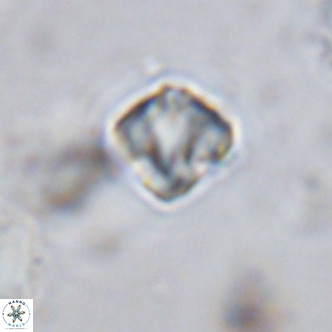 Olladiscoaster exagonikoasteri VR 18276