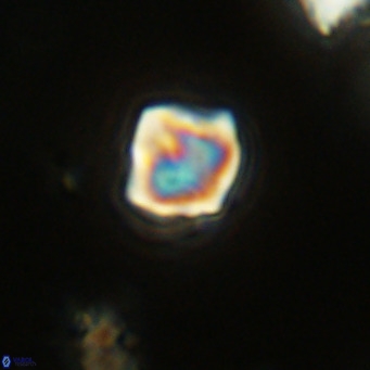 Olladiscoaster exagonikoasteri VR 18278