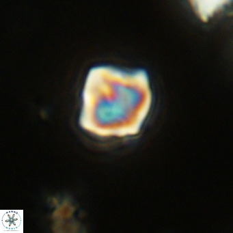 Olladiscoaster exagonikoasteri VR 18278