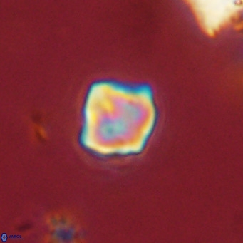 Olladiscoaster exagonikoasteri VR 18279