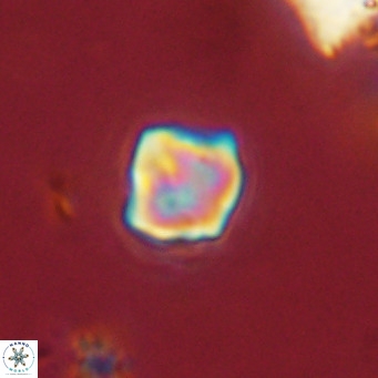 Olladiscoaster exagonikoasteri VR 18279