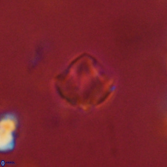 Olladiscoaster exagonikoasteri VR 18280