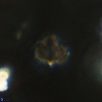 Olladiscoaster exagonikoasteri VR 18281