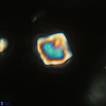 Olladiscoaster exagonikoasteri VR 18282