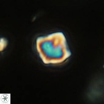 Olladiscoaster exagonikoasteri VR 18282