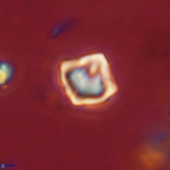 Olladiscoaster exagonikoasteri VR 18283
