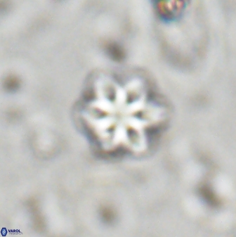 Olladiscoaster lepidus 30507