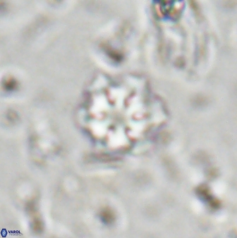 Olladiscoaster lepidus 30508