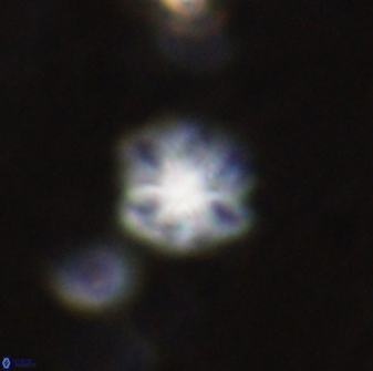 Olladiscoaster lepidus 30515