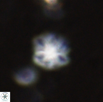 Olladiscoaster lepidus 30515