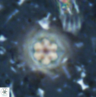 Olladiscoaster lepidus 30512