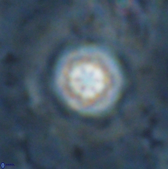 Olladiscoaster lepidus 30513