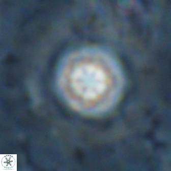 Olladiscoaster lepidus 30513