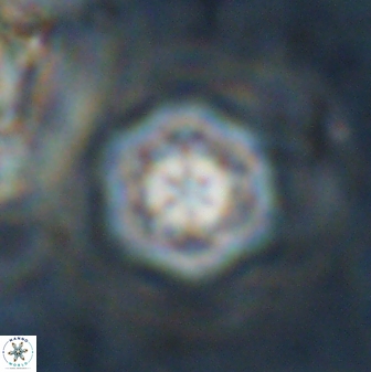Olladiscoaster lepidus 30605