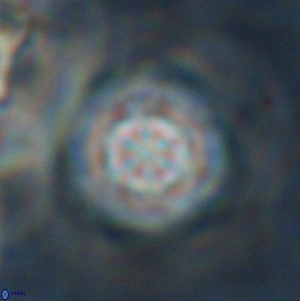 Olladiscoaster lepidus 30606