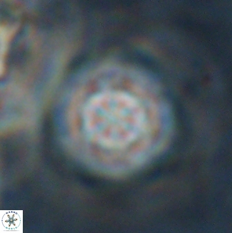 Olladiscoaster lepidus 30606