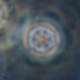 Olladiscoaster lepidus 30607