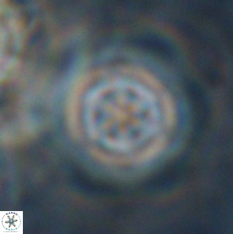Olladiscoaster lepidus 30607