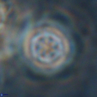 Olladiscoaster lepidus 30608