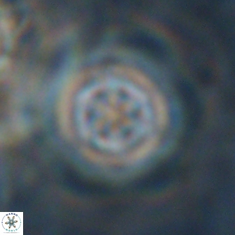Olladiscoaster lepidus 30608