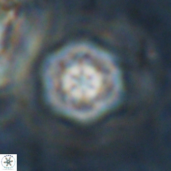 Olladiscoaster lepidus 30609