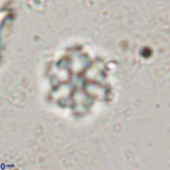 Olladiscoaster lepidus 30601