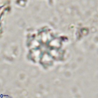 Olladiscoaster lepidus 30602