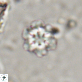 Olladiscoaster lepidus 30614