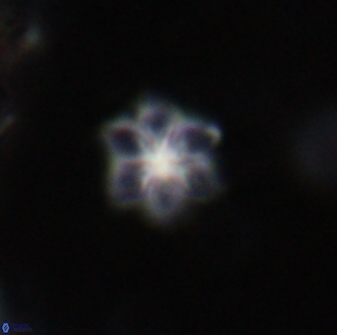 Olladiscoaster lepidus 30618