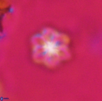 Olladiscoaster lepidus 30619