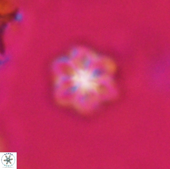 Olladiscoaster lepidus 30619