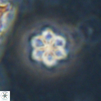 Olladiscoaster lepidus 30610
