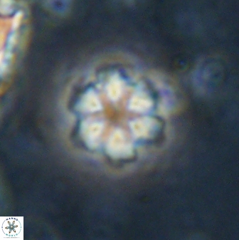 Olladiscoaster lepidus 30611