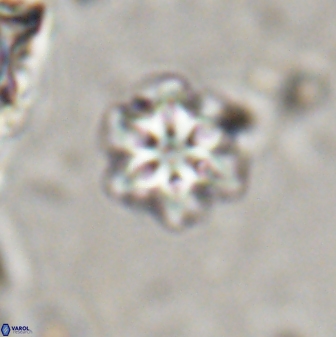 Olladiscoaster lepidus 30613