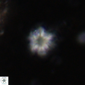 Olladiscoaster lepidus 30624
