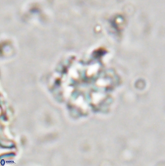 Olladiscoaster lepidus 30625