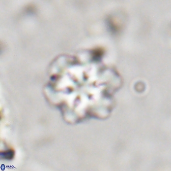 Olladiscoaster lepidus 30626